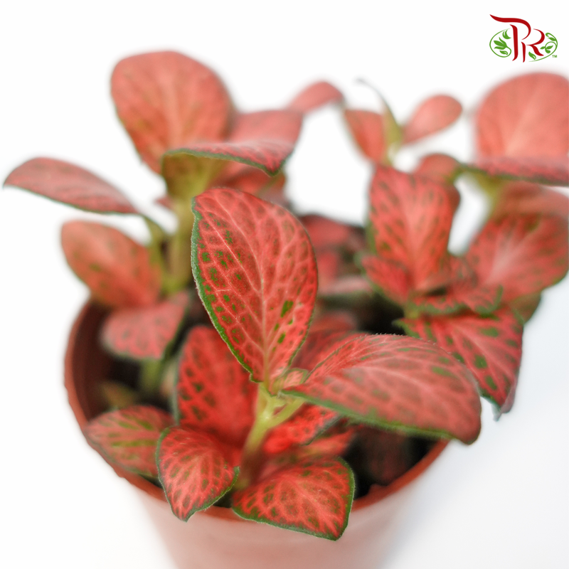 Fittonia - Pudu Ria Florist Southern