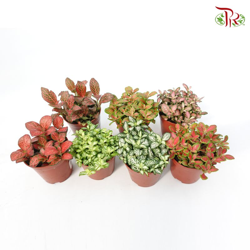Fittonia - Pudu Ria Florist Southern
