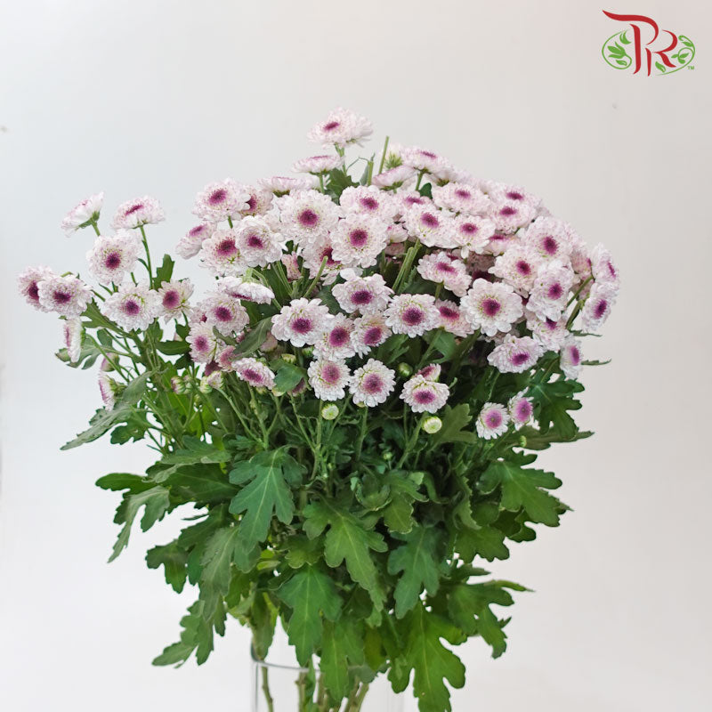 Chrysanthemum Calimero Pompom Flo Aletta (10-12 Stems) - Pudu Ria Florist Southern