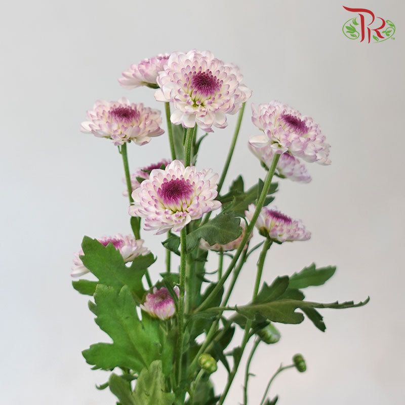 Chrysanthemum Calimero Pompom Flo Aletta (10-12 Stems) - Pudu Ria Florist Southern
