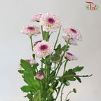 Chrysanthemum Calimero Pompom Flo Aletta (10-12 Stems) - Pudu Ria Florist Southern