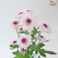 Chrysanthemum Calimero Pompom Flo Aletta (10-12 Stems)