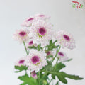Chrysanthemum Calimero Pompom Flo Aletta (10-12 Stems) - Pudu Ria Florist Southern