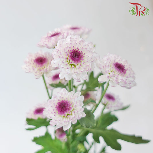 Chrysanthemum Calimero Pompom Flo Aletta (10-12 Stems) - Pudu Ria Florist Southern