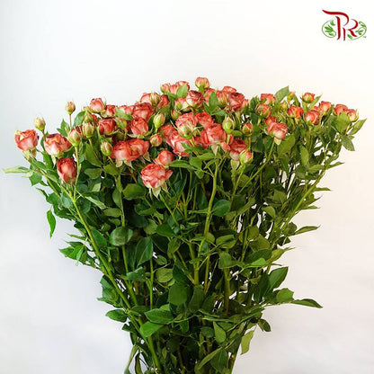 Rose Spray Chocolate Bubble (8-10 Stems) - Pudu Ria Florist Southern