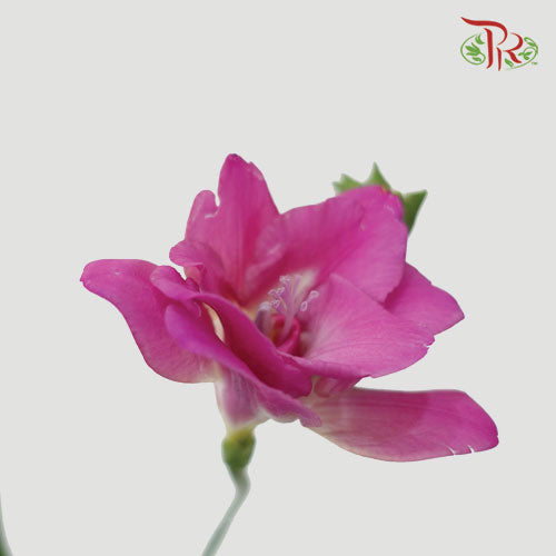 Freesia Cherry Pink (8-10 Stems) - Pudu Ria Florist Southern