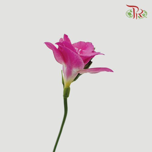 Freesia Cherry Pink (8-10 Stems) - Pudu Ria Florist Southern