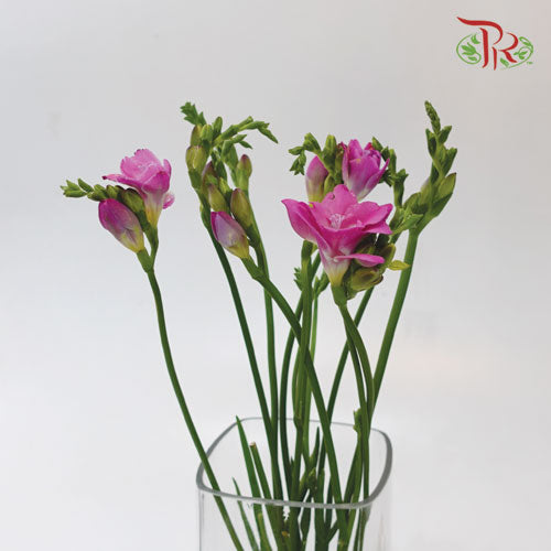 Freesia Cherry Pink (8-10 Stems) - Pudu Ria Florist Southern