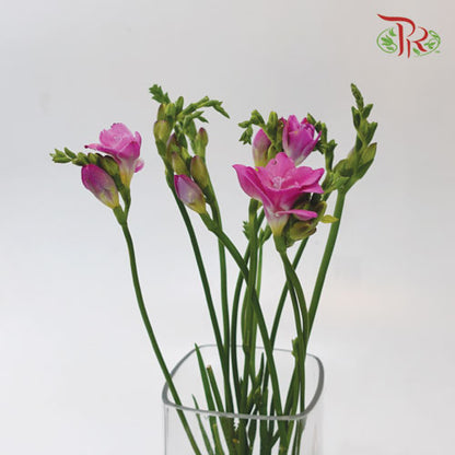 Freesia Cherry Pink (8-10 Stems) - Pudu Ria Florist Southern