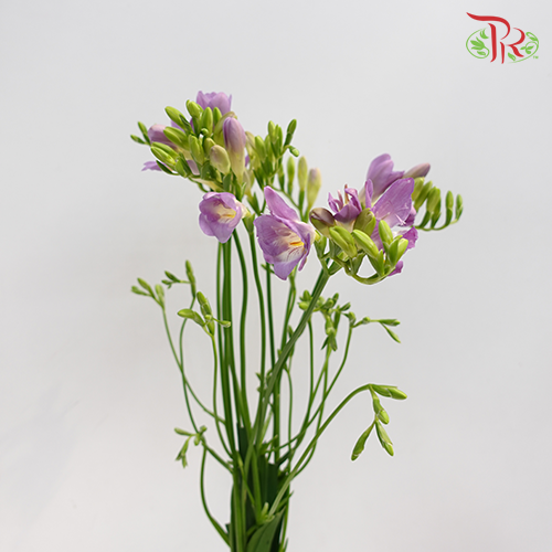 Freesia Lilac (8-10 Stems) - Pudu Ria Florist Southern