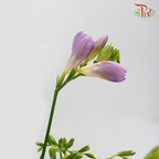 Freesia Lilac (8-10 Stems) - Pudu Ria Florist Southern