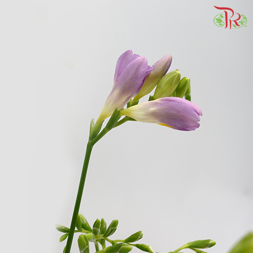 Freesia Lilac (8-10 Stems) - Pudu Ria Florist Southern