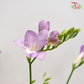 Freesia Lilac (8-10 Stems)