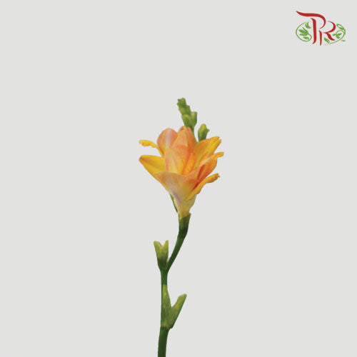 Freesia Orange (8-10 Stems) - Pudu Ria Florist Southern
