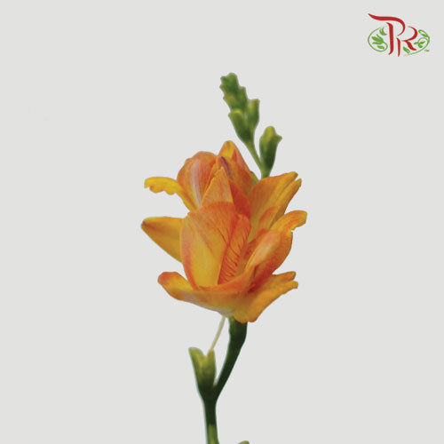 Freesia Orange (8-10 Stems) - Pudu Ria Florist Southern