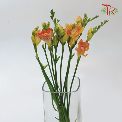 Freesia Orange (8-10 Stems) - Pudu Ria Florist Southern