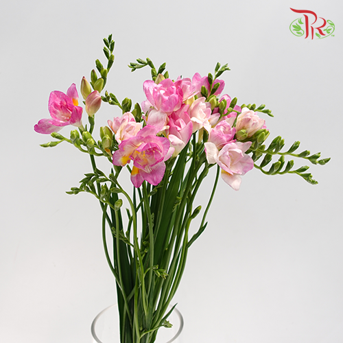 Freesia Pink (8-10 Stems) - Pudu Ria Florist Southern