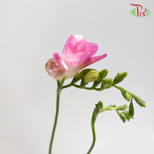 Freesia Pink (8-10 Stems) - Pudu Ria Florist Southern