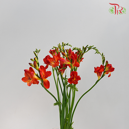 Freesia Red (8-10 Stems) - Pudu Ria Florist Southern