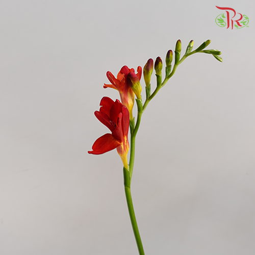 Freesia Red (8-10 Stems) - Pudu Ria Florist Southern