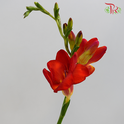 Freesia Red (8-10 Stems) - Pudu Ria Florist Southern