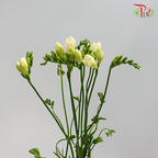Freesia White (8-10 Stems) - Pudu Ria Florist Southern