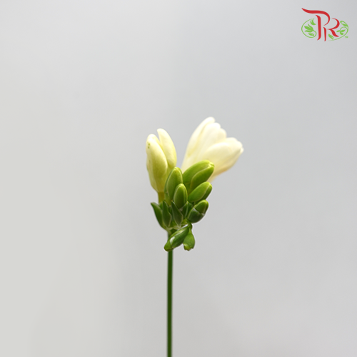 Freesia White (8-10 Stems) - Pudu Ria Florist Southern