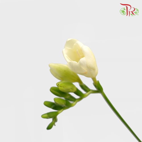 Freesia White (8-10 Stems) - Pudu Ria Florist Southern