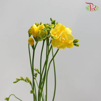 Freesia Yellow (8-10 Stems) - Pudu Ria Florist Southern