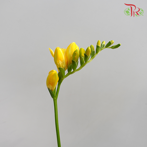 Freesia Yellow (8-10 Stems) - Pudu Ria Florist Southern