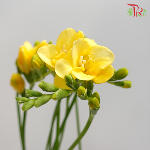 Freesia Yellow (8-10 Stems) - Pudu Ria Florist Southern