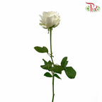 Rose White (19-20 Stems) - Pudu Ria Florist Southern