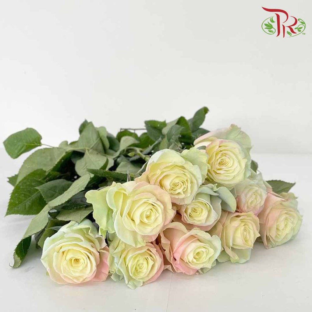 Rose Mondial Dyed Mermaid (8-10 Stems) - Pudu Ria Florist Southern