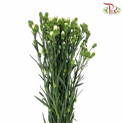 Carnation Spray White (18-20 Stems) - Pudu Ria Florist Southern