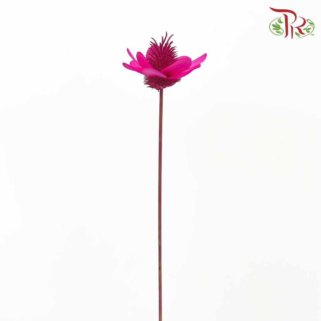 Dry Stella Luna - Cherry Pink - Pudu Ria Florist Southern