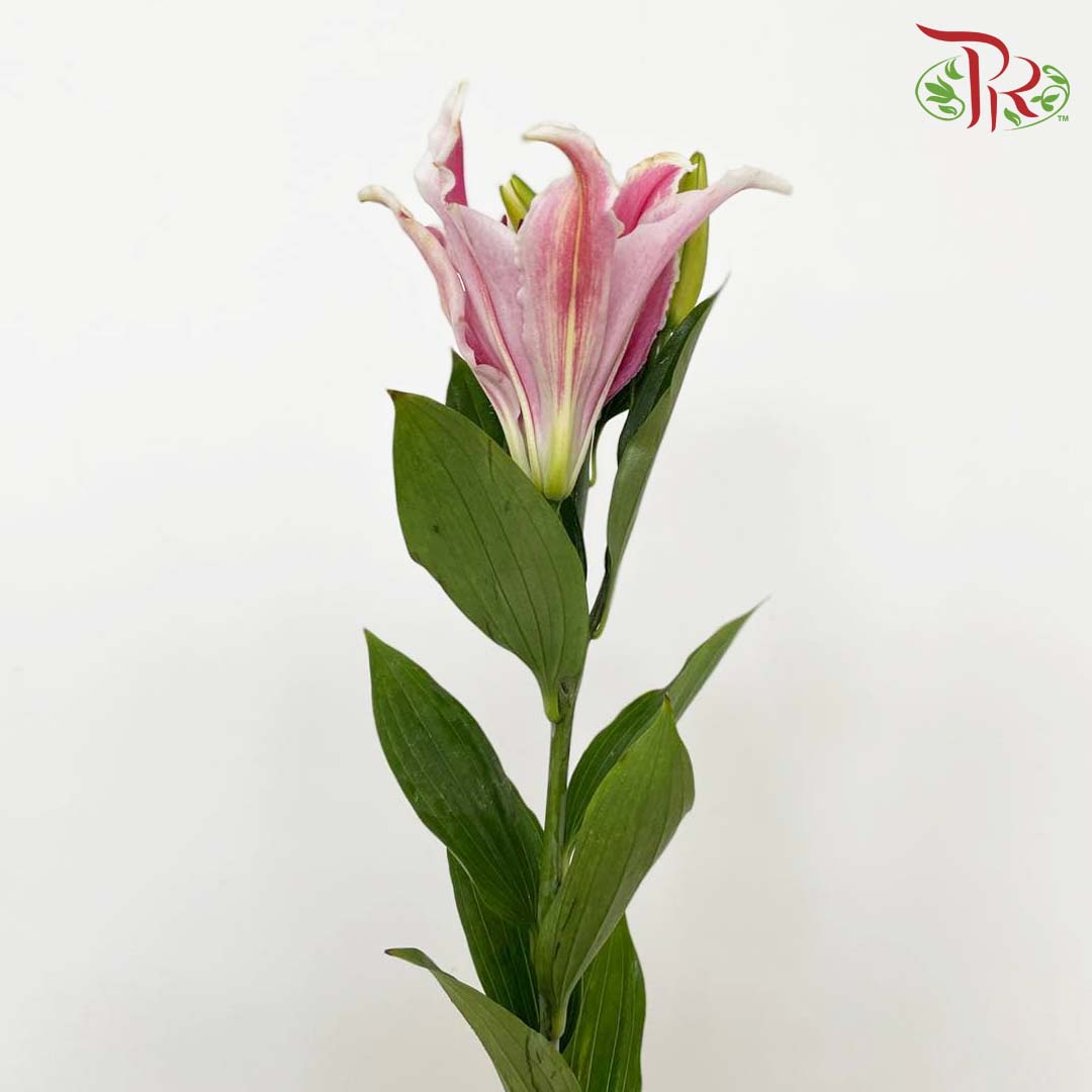 Lily Pink (5 Stems) - Pudu Ria Florist Southern