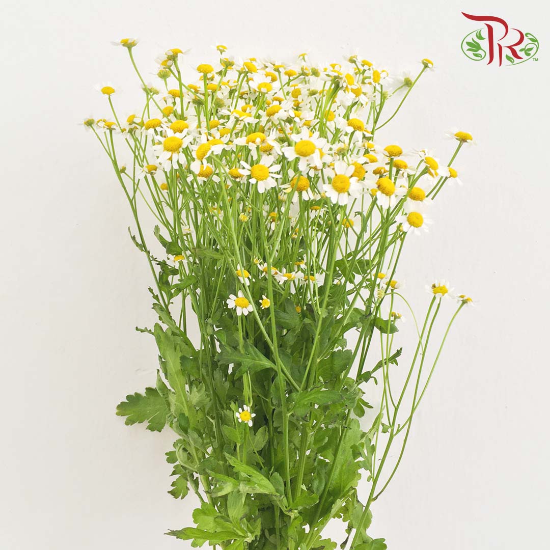 Matricaria - (5 Stems) - Pudu Ria Florist Southern