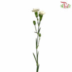 Carnation Spray White (18-20 Stems) - Pudu Ria Florist Southern