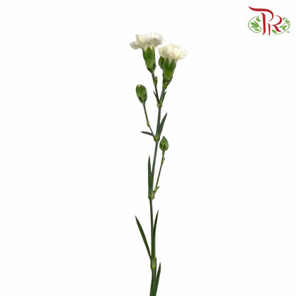 Carnation Spray White (18-20 Stems) - Pudu Ria Florist Southern