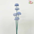 Dry Aeschynomene Aspera - Blue - Pudu Ria Florist Southern