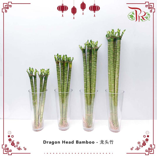 Dragon Head Bamboo 50CM - 龙头竹 - Pudu Ria Florist Southern