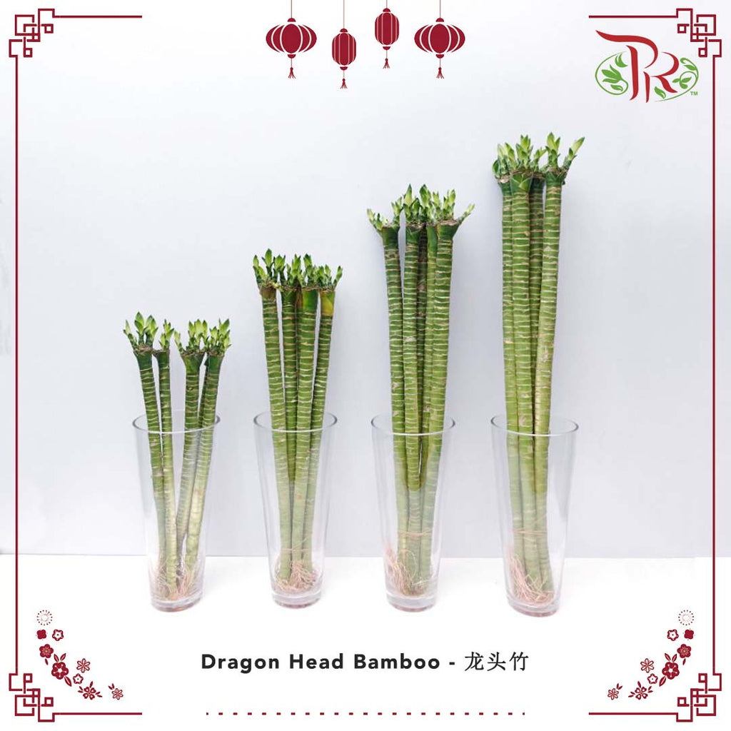 Dragon Head Bamboo 60CM - 龙头竹 - Pudu Ria Florist Southern