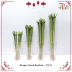 Dragon Head Bamboo 60CM - 龙头竹 - Pudu Ria Florist Southern