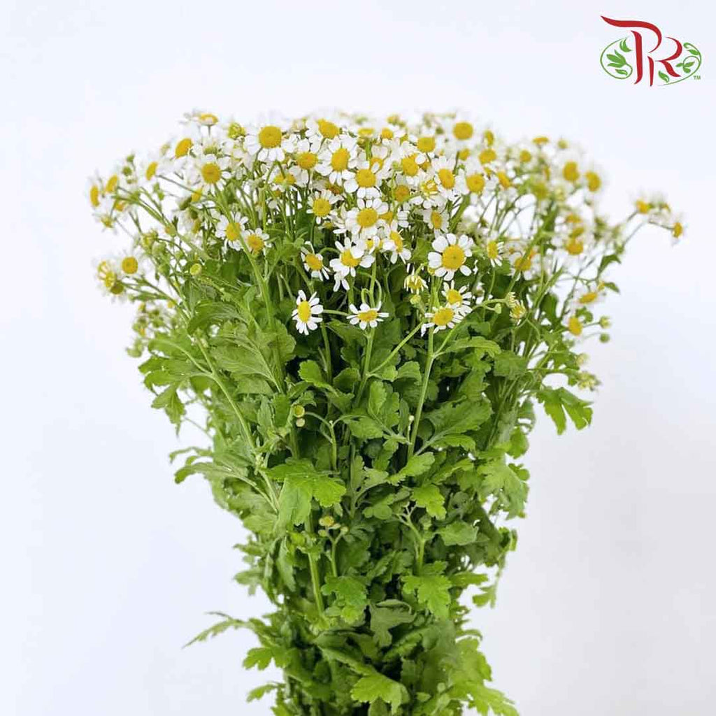 Matricaria - (Per Bunch) - Pudu Ria Florist Southern