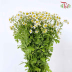 Matricaria - (Per Bunch) - Pudu Ria Florist Southern