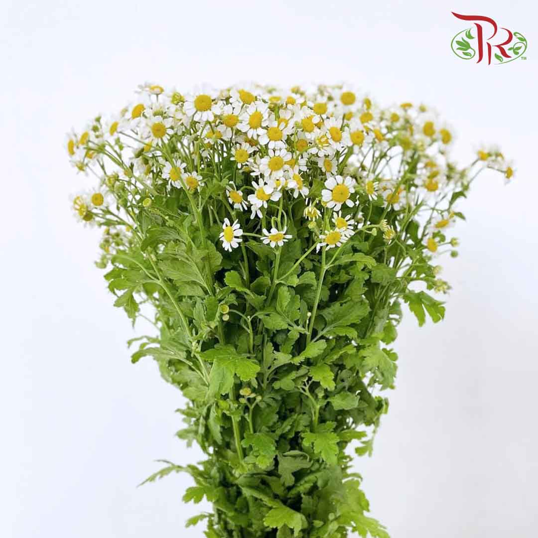 Matricaria - (Per Bunch) - Pudu Ria Florist Southern