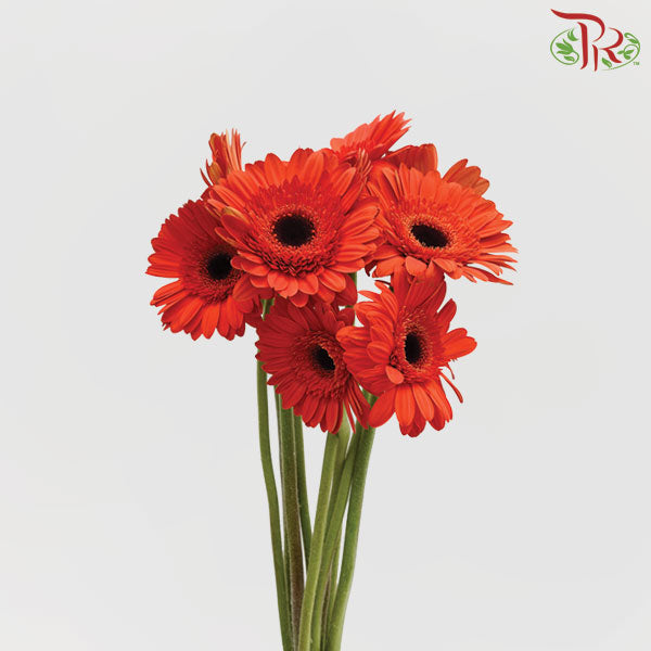 Gerbera Orange Red (8-10 Stems) - Pudu Ria Florist Southern