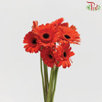 Gerbera Orange Red (8-10 Stems) - Pudu Ria Florist Southern