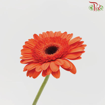 Gerbera Orange Red (8-10 Stems) - Pudu Ria Florist Southern