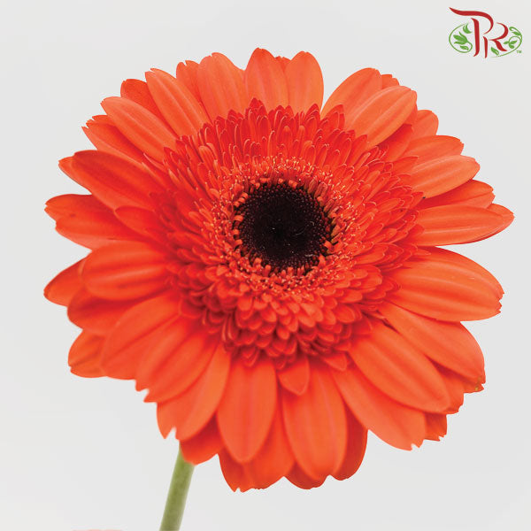 Gerbera Orange Red (8-10 Stems) - Pudu Ria Florist Southern